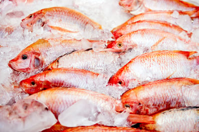Frozen food manufacturing Bunch of raw frozen fish on ice