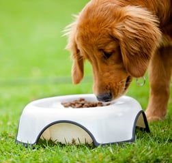 Dog eating safe pet food thanks for Meritech hand hygiene stations for pet food manufacturing