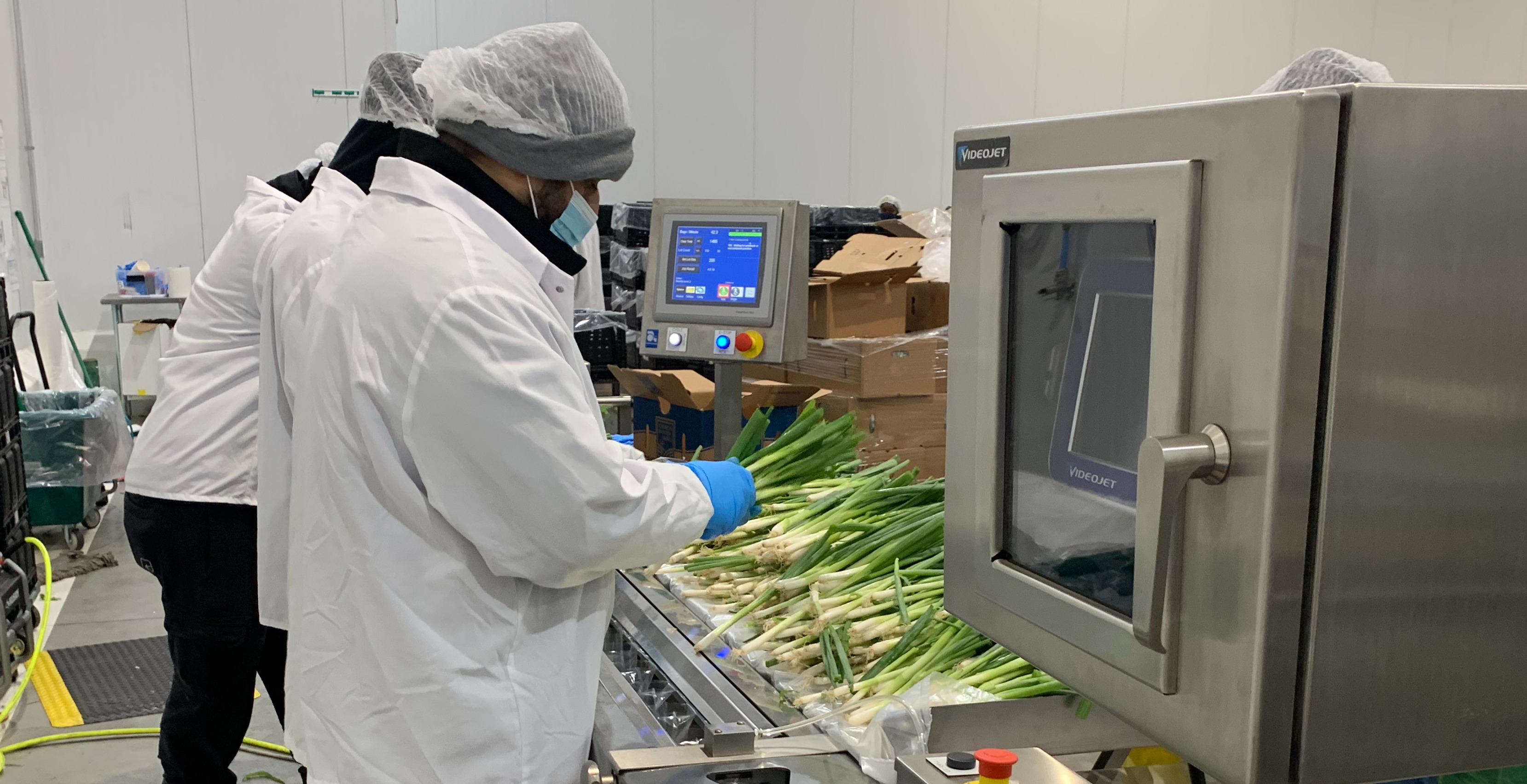 Person sorting scallions 