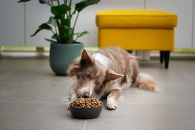 contamination in pet food manufacturing