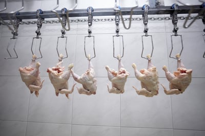 close up of poultry processing in food industry-1